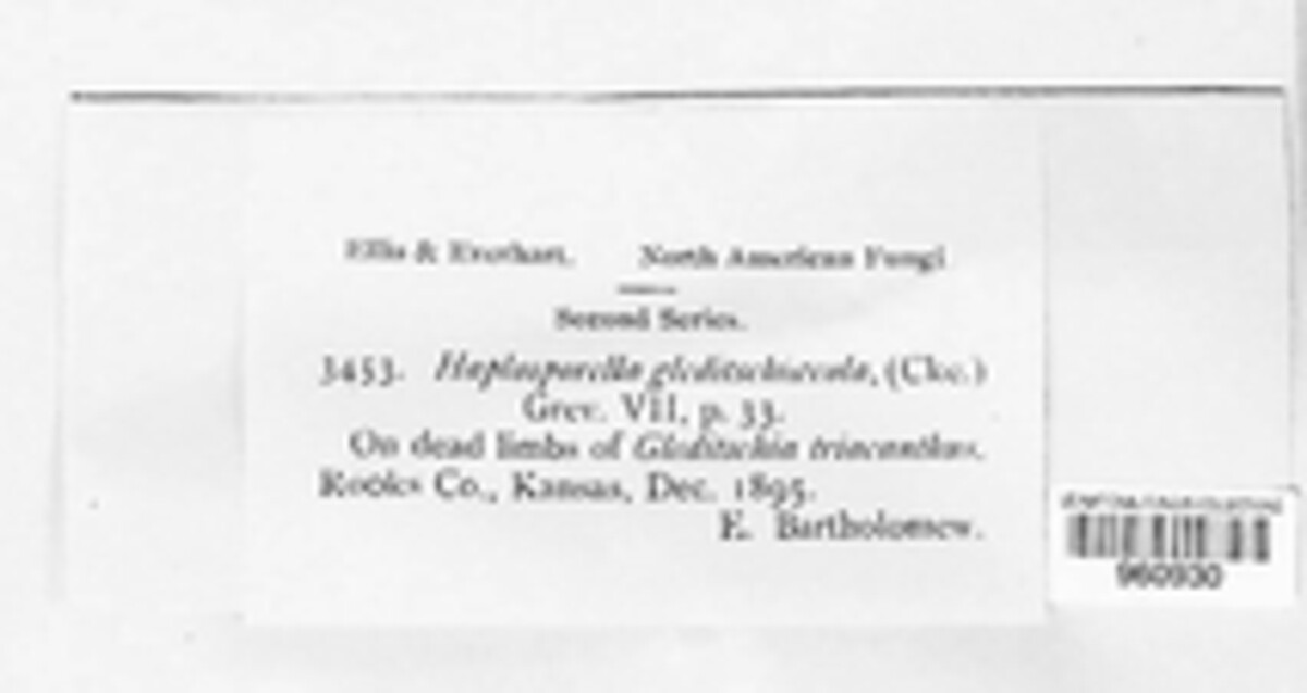 Aplosporella gleditsiicola image